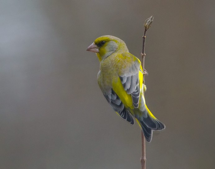 Зеленушка пеночка