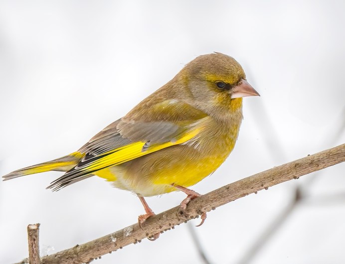 Зеленушка девочка