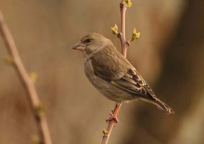 Обыкновенная зеленушка самец