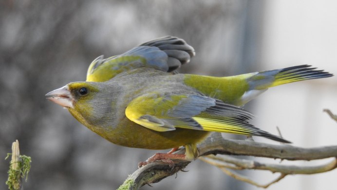 Обыкновенная зеленушка