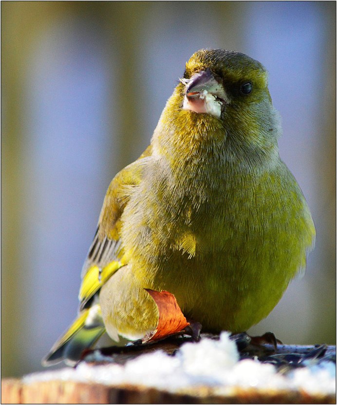 Крымская зеленушка