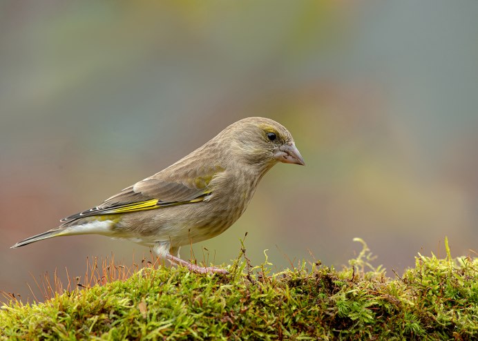 Зеленушка птица фото