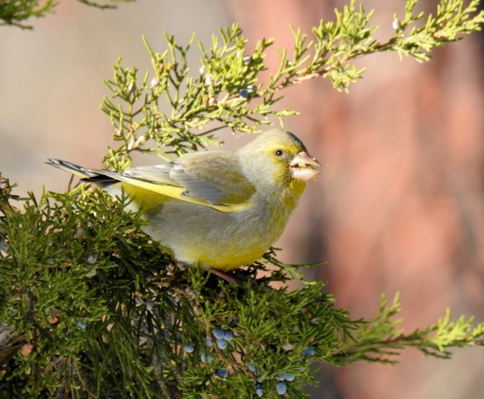 Зеленушка еда