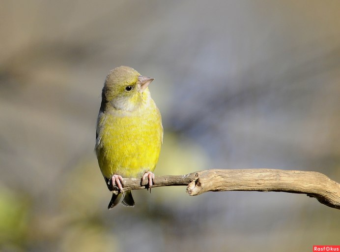 Синица зеленушка