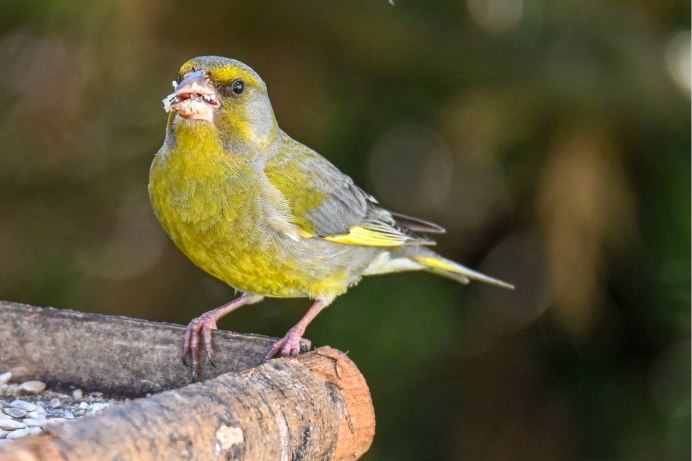 Зеленушка поет