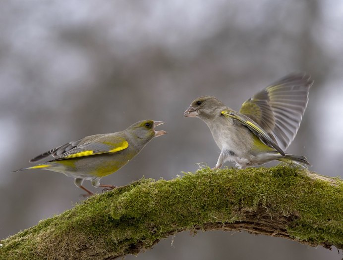Зеленушка пеночка