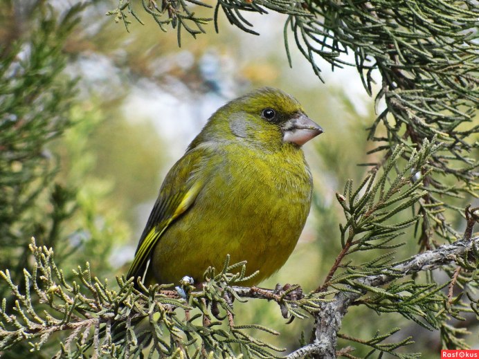 Зеленушка обыкновенная птица
