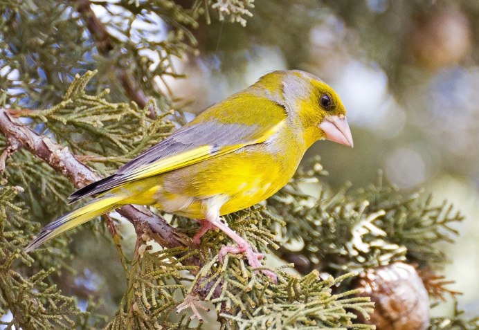 Зеленушка фото