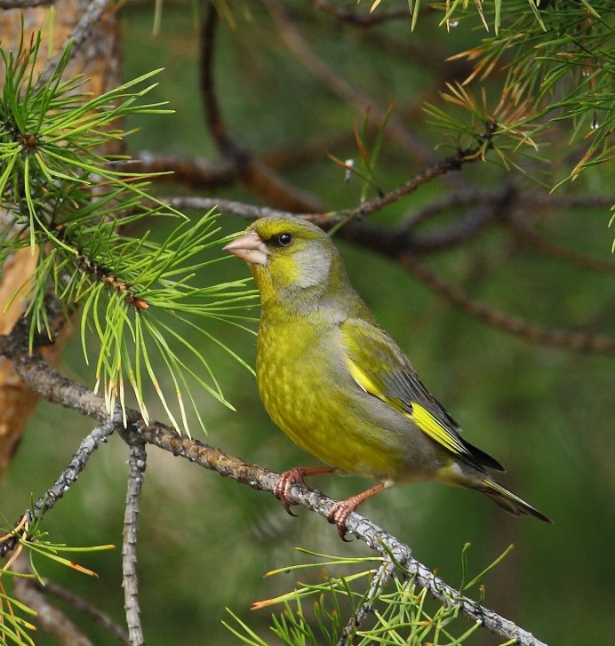 Зеленушка птица