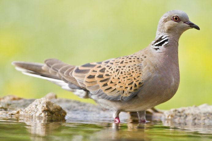 Птица малая Горлица