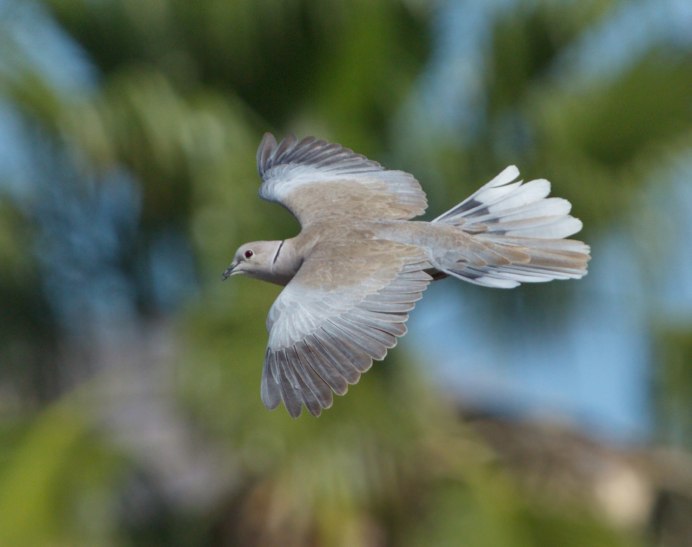 Горлица Бразилия