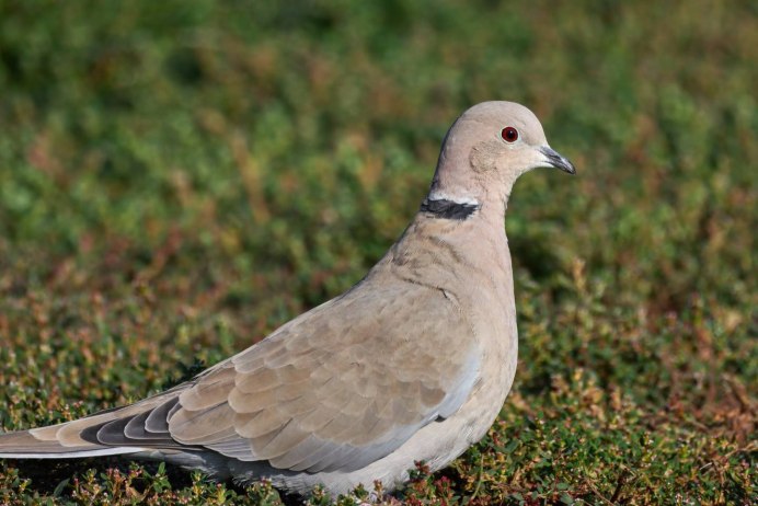 Кольчатая Горлица с дикими голубями