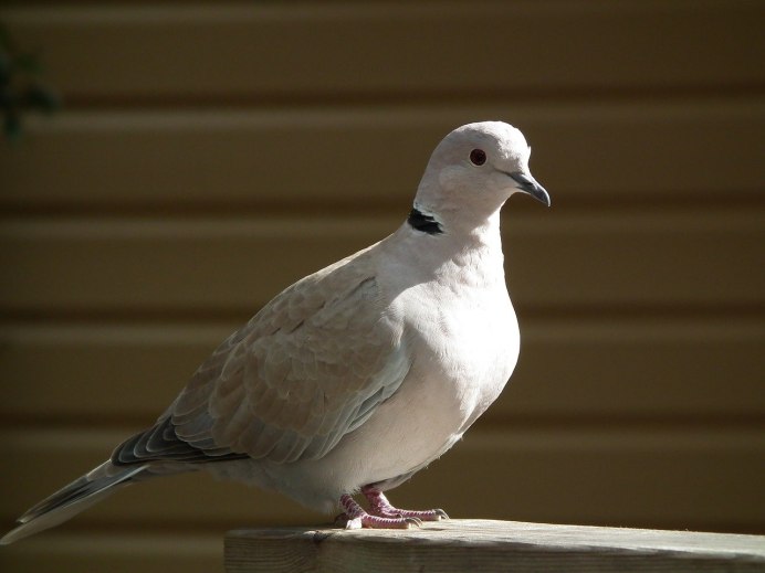 Мадагаскарская Горлица