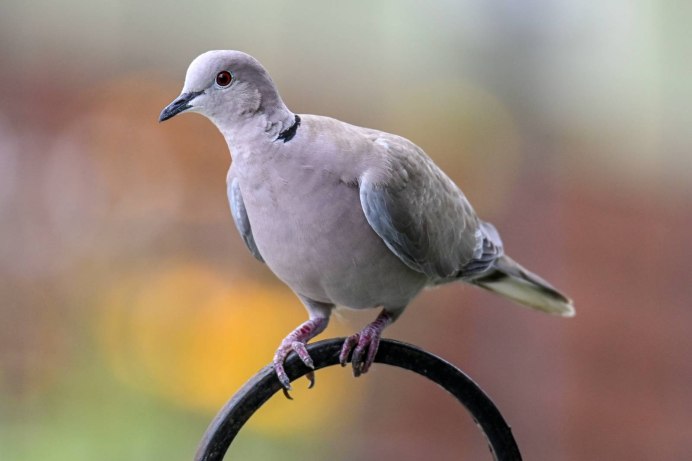 Кольчатая Горлица в полете