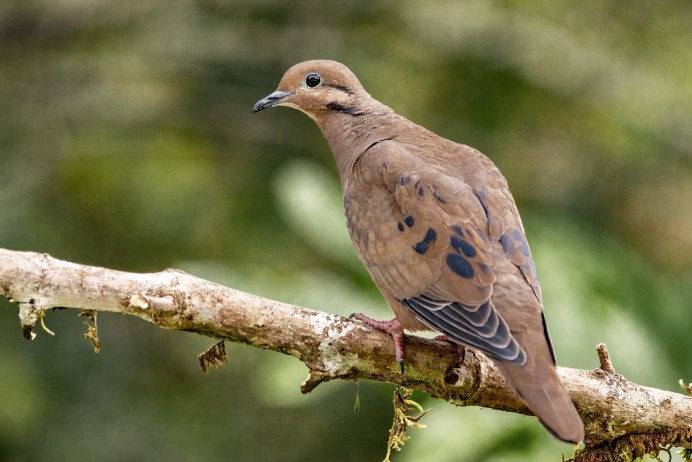 Кольчатая Горлица