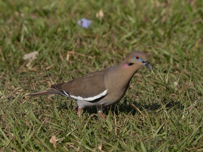 Голубь злая птица