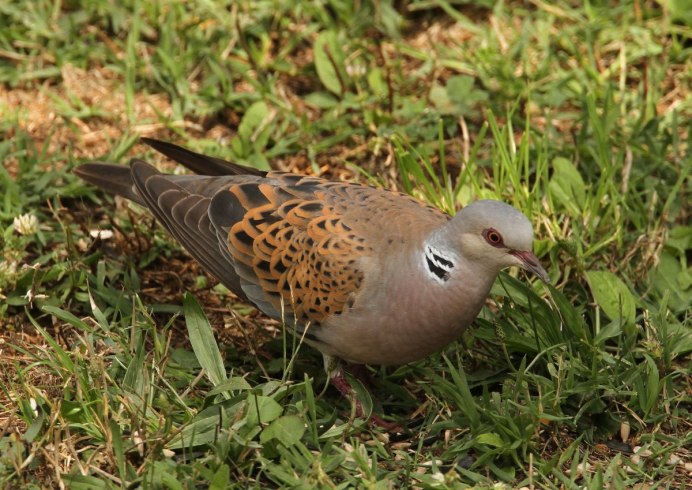 Вяхирь (Columba palumbus)