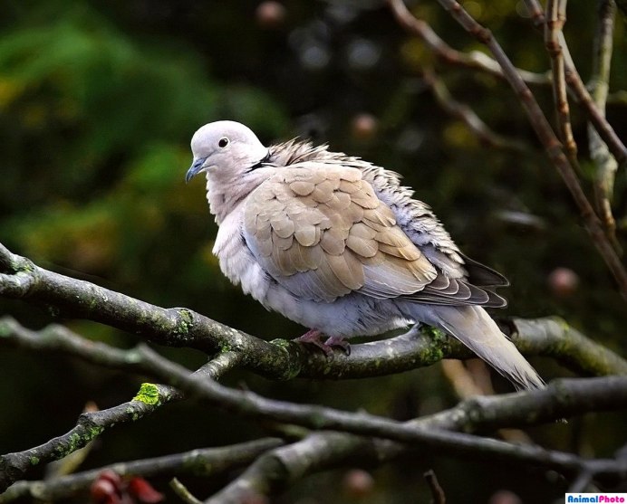 Птицы семейства голубиных
