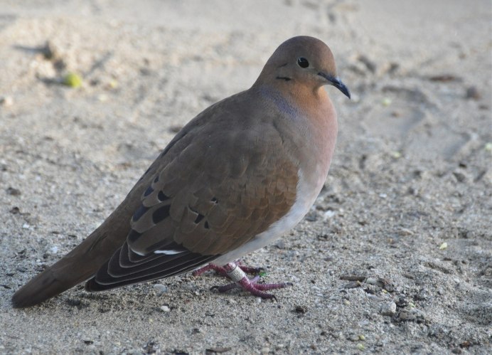 Горлица и дятел разбор на Гармония