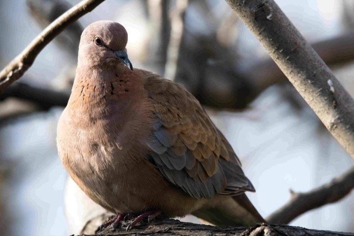 Птица Горлица серая