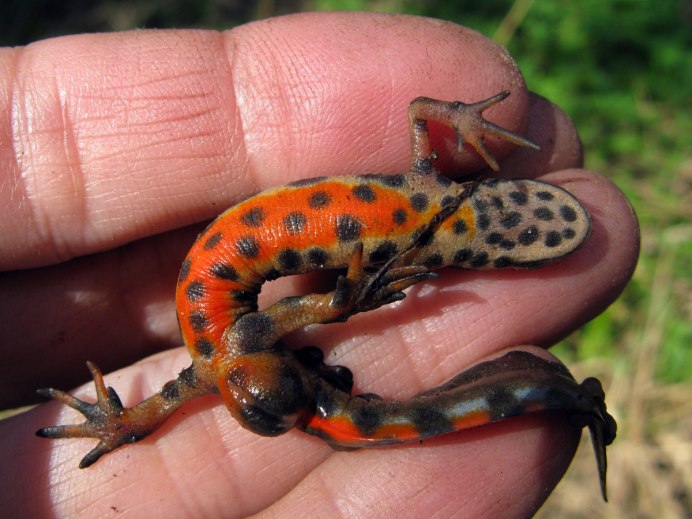 Тритон (Lissotriton vulgaris)