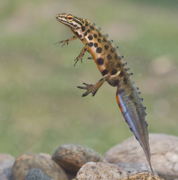 Обыкновенный Тритон Lissotriton vulgaris l