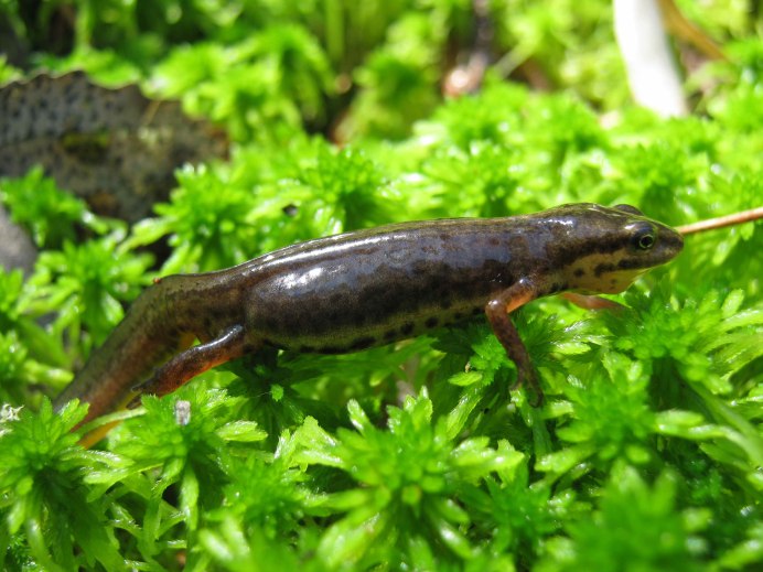 Обыкновенный Тритон Lissotriton vulgaris