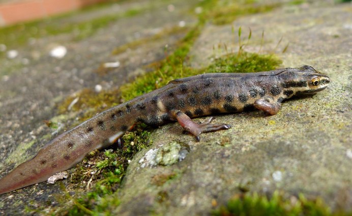 Обыкновенный Тритон (Triturus vulgaris)