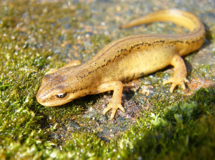 Обыкновенный Тритон Lissotriton vulgaris