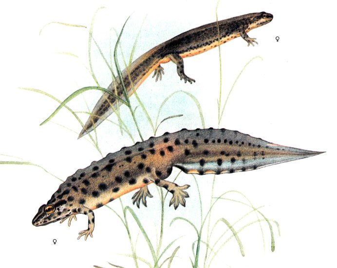 Обыкновенный Тритон (Triturus vulgaris)