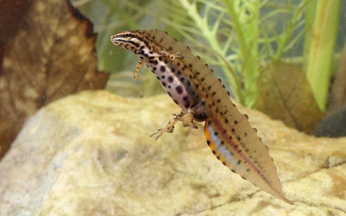 Обыкновенный Тритон (Triturus vulgaris)