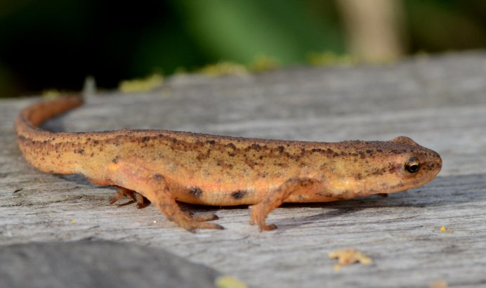 Lissotriton boscai
