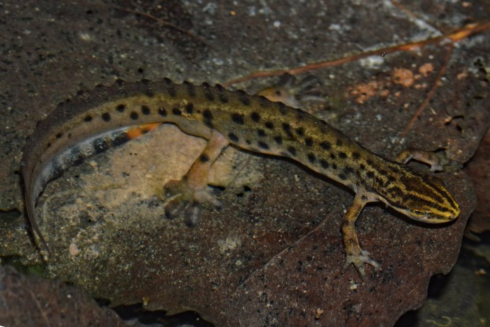 Тритон (Lissotriton vulgaris)