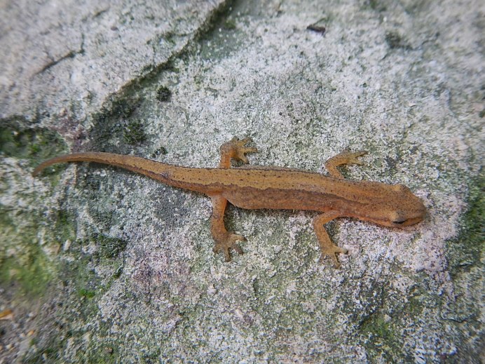 Тритон Карелина (Triturus karelinii)