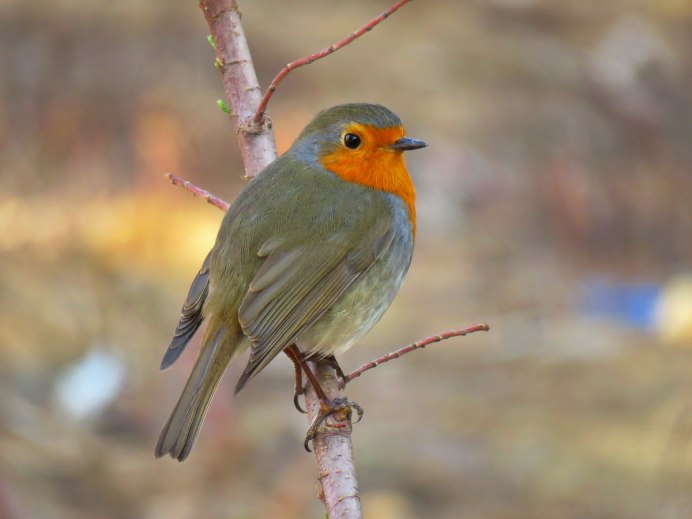 Erithacus rubecula Малиновка