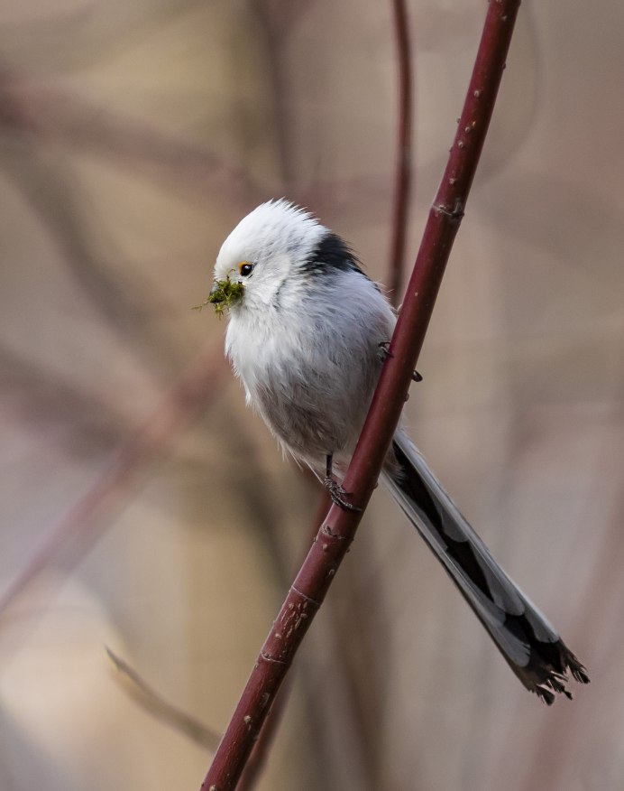 Ополовник Aegithalos caudatus
