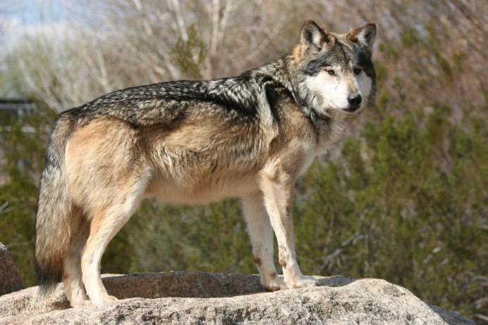 Canis Lupus Chanco