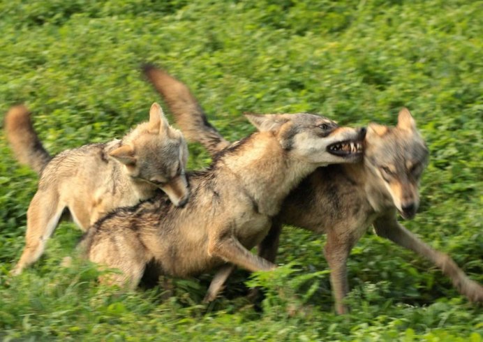 Итальянский волк