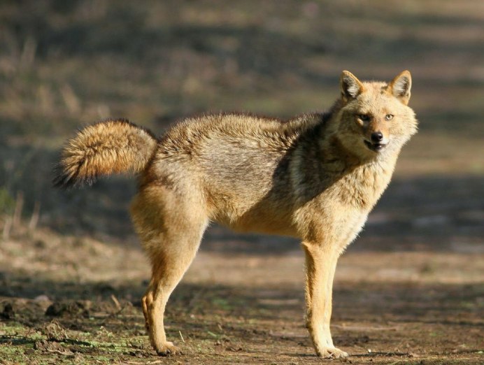 Волк Долины Маккензи с человеком