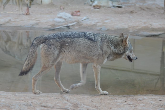 Canis Lupus pallipes