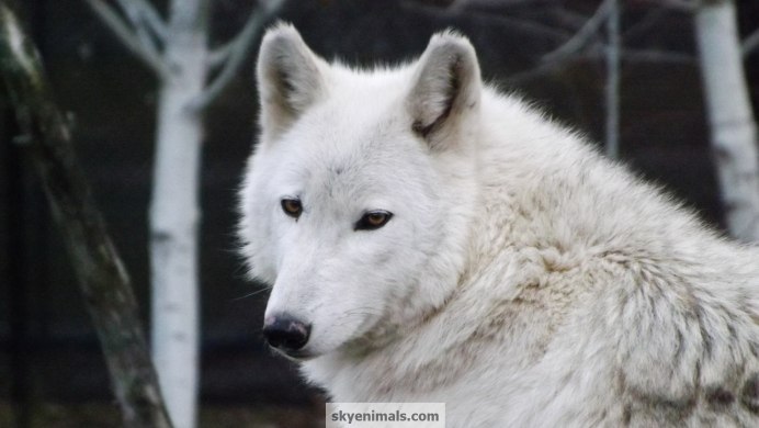 Ирландский алабай