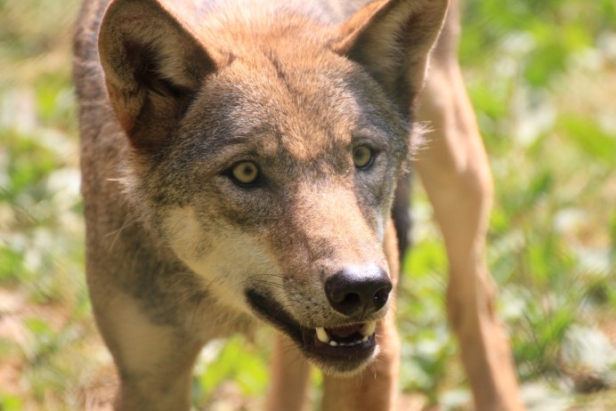 Canis Lupus pallipes