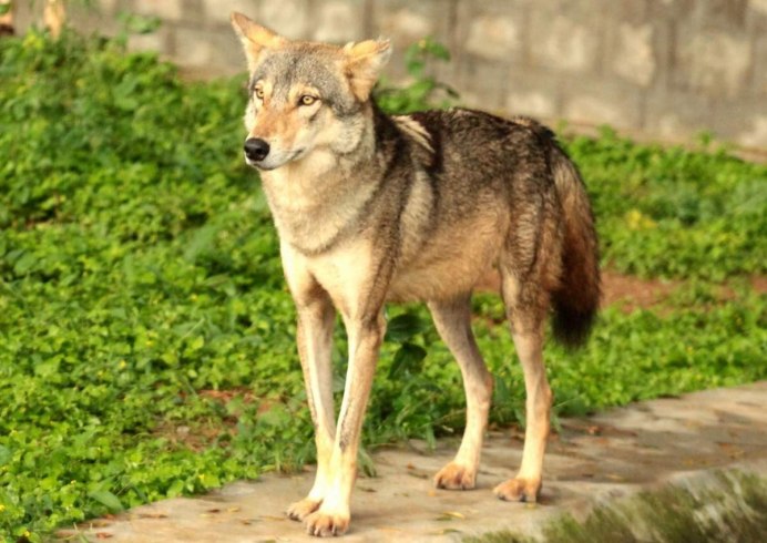 Волк Эдварда canis edwardii