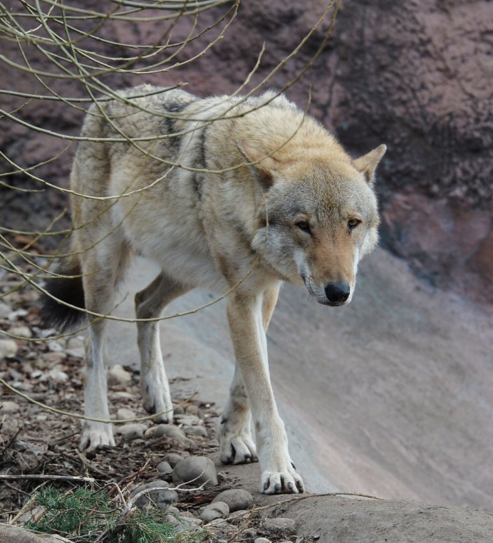 Европейский волк