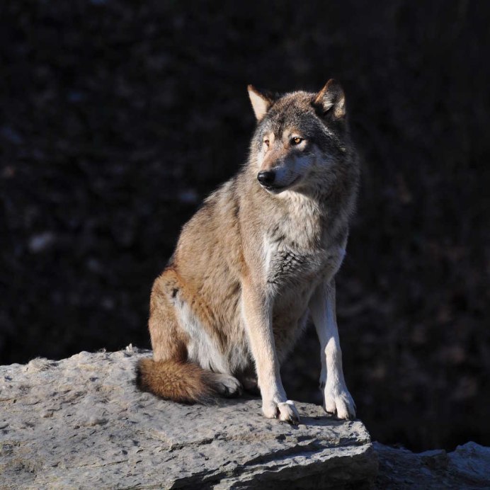 Иберийский волк