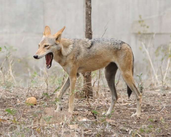 Canis Lupus pallipes