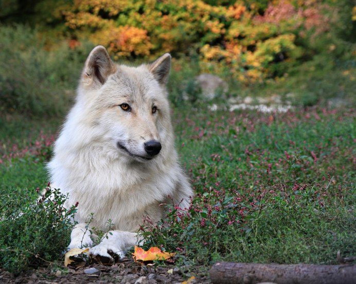 Canis himalayensis