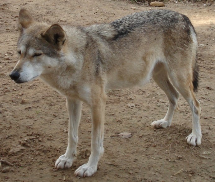 Canis himalayensis