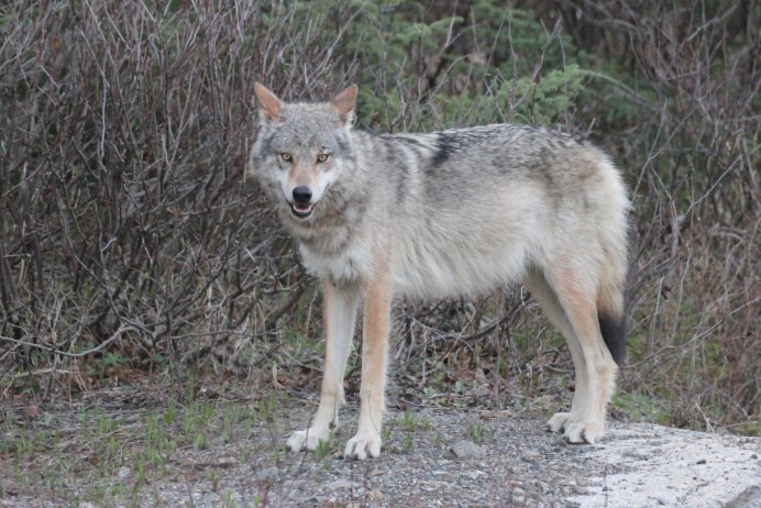 Желтый волк