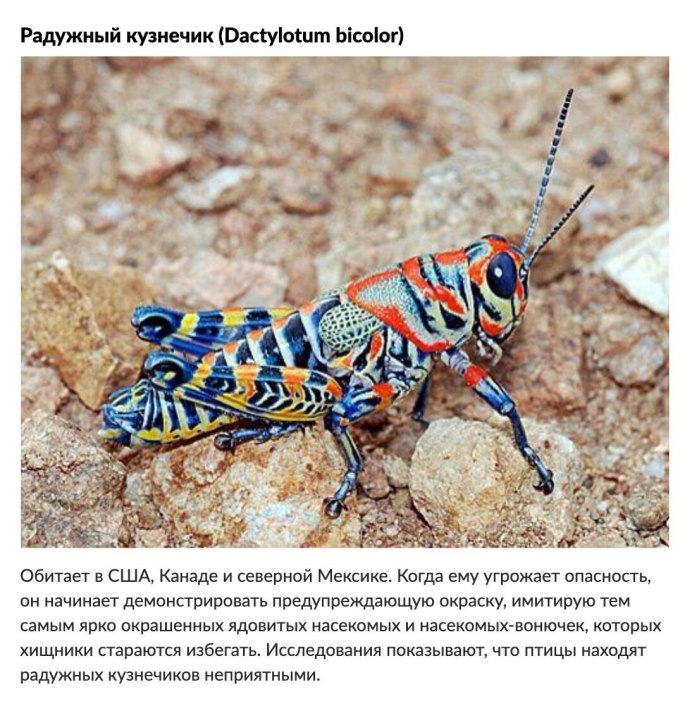 Радужный кузнечик Dactylotum bicolor